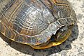 Yellow-bellied slider (03)