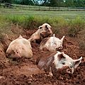 Yorkshire pigs at animal sanctuary