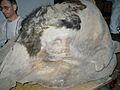 Yukagir mammoth eye