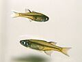 052fishcropped