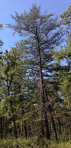 2013-05-10 11 01 36 Virginia Pine along the Mount Misery Trail in Brendan T. Byrne State Forest, New Jersey.jpg
