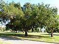 2013 - Native Live Oak Kept in Landscape, Birch Lane, Forest Lawn Memorial Park, Glendale, CA - panoramio