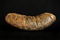 A large coprolite (fossilized feces or dinosaur poop) from South Carolina, USA.