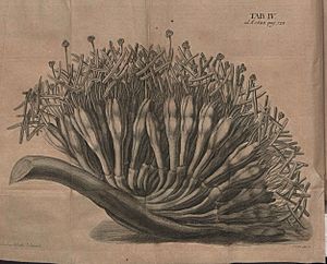 Acta Eruditorum - IV botanica, 1688 – BEIC 13396043