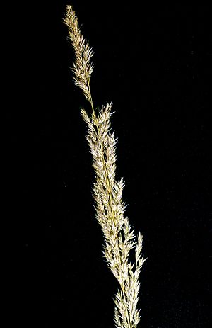 Agrostis exarata.jpg