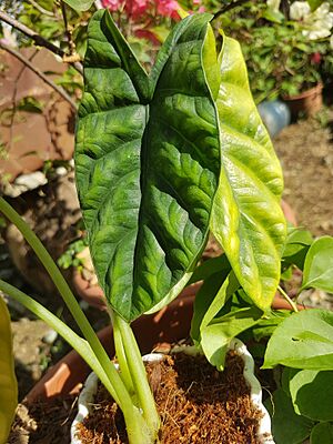 Alocasia sinuata (Philippines) 04