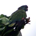 Amazona versicolor -St Lucia-5a