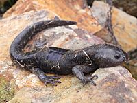 Ambystoma rivulare.jpg