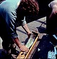 American shad being measured for survey at Holyoke Dam