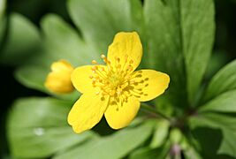 Anemone ranunculoides (xndr)