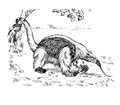 Anteater (PSF) 2
