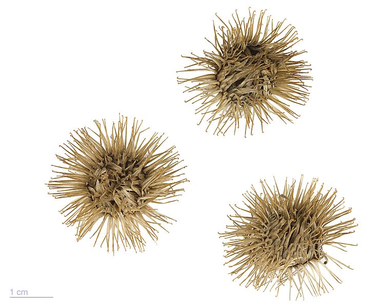 Arctium lappa MHNT.BOT.2004.0.16