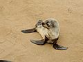 Arctocephalus pusillus 4 - Cape fur seal