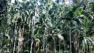 Areca-nut palms at Ponda, Goa