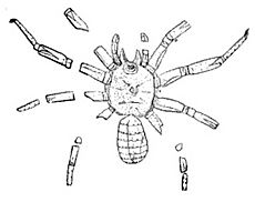 Arthrolycosa antiqua, Beecher illustration