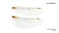 Austrocordulia refracta female wings (34215676654)
