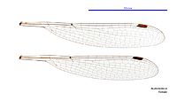Austrolestes io female wings (34788078466)