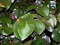 Backhousia sciadophora Thunderbolts Way