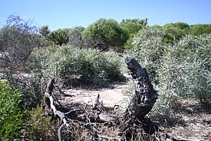 Banksia elegans Fraser Rd death and regrowth2