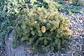 Banksia minimarge Oldes