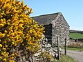 Barn near gorse in full bloom - geograph.org.uk - 540529