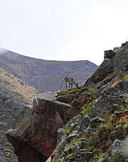 Bharal, Himalayan blue sheep