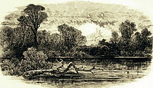 Big Timbers