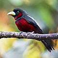 Black-and-red Broadbill 0A2A8472 (cropped)