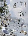 Black-legged Kittiwake from the Crossley ID Guide Britain and Ireland