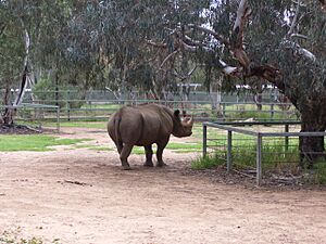 Blackrhino wpz 06