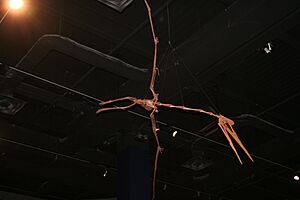 Burpee - Quetzalcoatlus