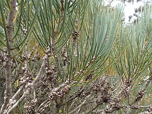 Calothamnus tuberosus foliage and fruit