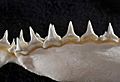Carcharhinus altimus lower teeth
