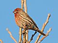 Carpodacus mexicanus -Madison, Wisconsin, USA-8