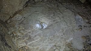 Cave pearls at Zane Shawnee Caverns (Ohio)