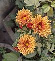 Chrysanthemum 02