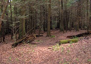 Citico-creek-wilderness-mixed1