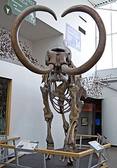 Columbian Mammoth - Front View (Florida)