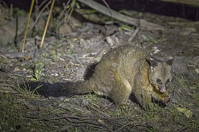 Common brushtail possum (Trichosurus vulpecula) Scottsdale 4