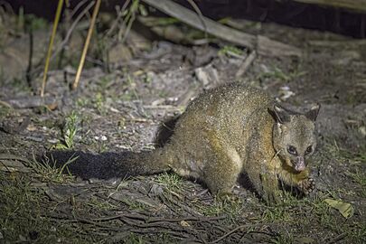 Common brushtail possum Facts for Kids