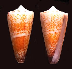Conus thalassiarchus 001.jpg