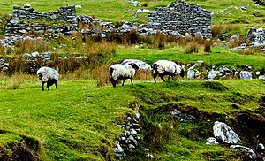 County Mayo - Achill Island - Deserted Village - Grazing Sheep & Derelict Cottage (geograph 4002127)