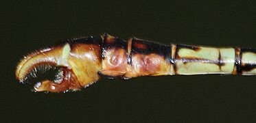 Crenigomphus hartmanni abdomen 2014 02 21