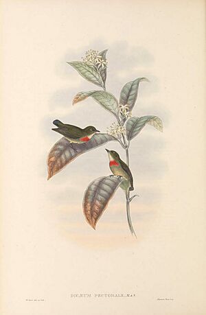Dicaeum pectorale - The Birds of New Guinea.jpg