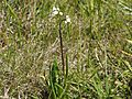Diuris eborensis habit