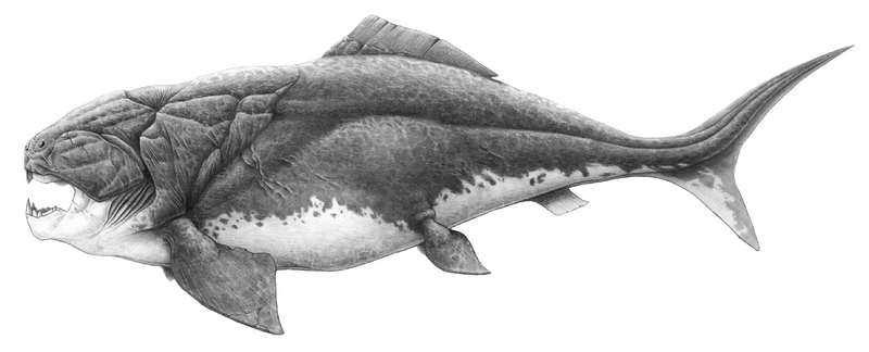 Dunkleosteus terrelli 2017 reconstruction
