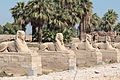 Egyptian sculpture on Avenue of Sphinxes (45765061544)