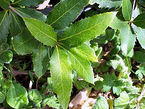 Eidothea hardeniana Nightcap Oak leaves.jpg