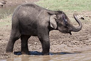 Elephas maximus calf injured (Nagarhole, 2010)