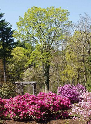 Elm Bank, Wellesley, MA - Rhododendron Garden